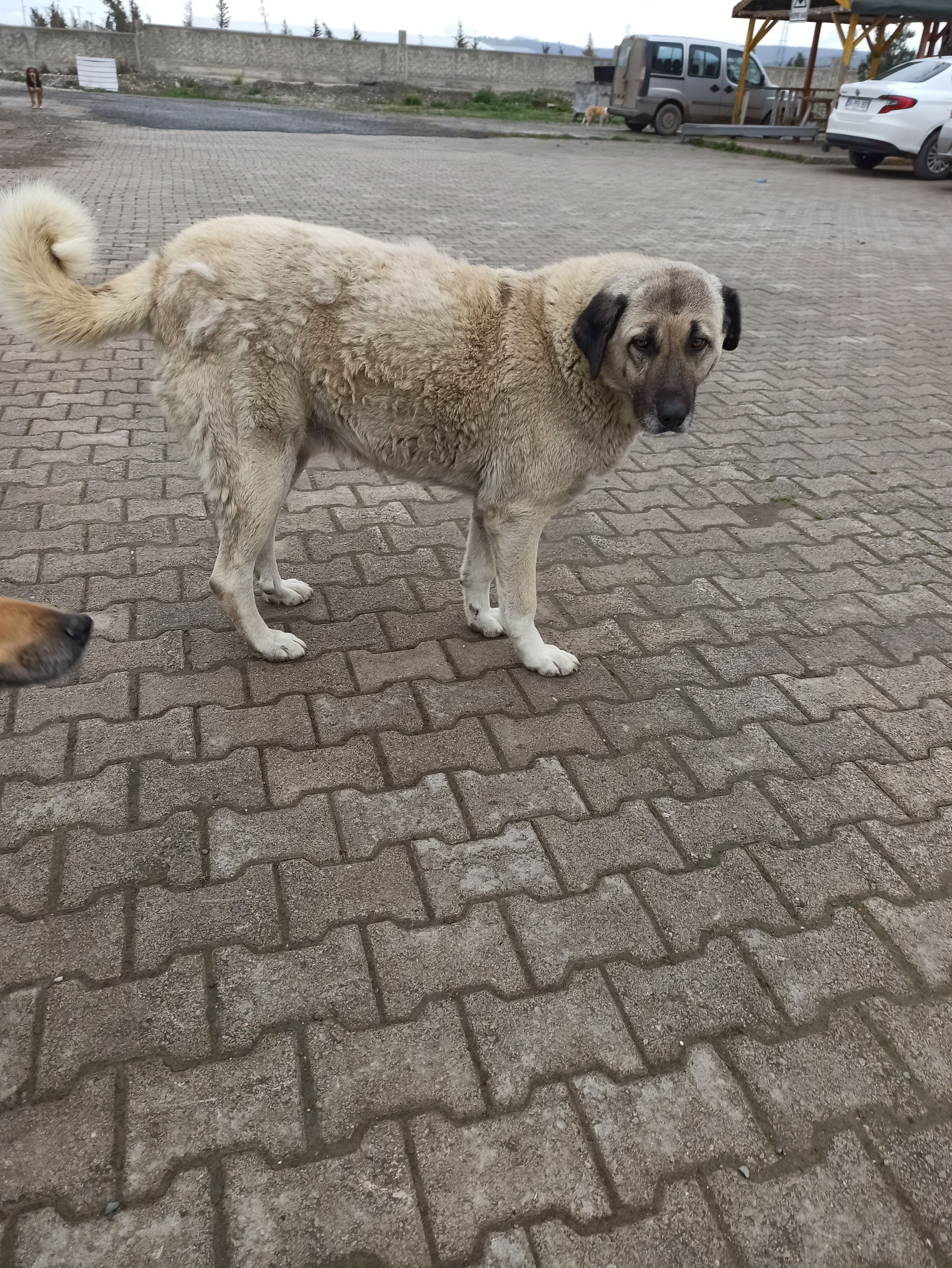 LADY Kangal Köpek fotoğrafı