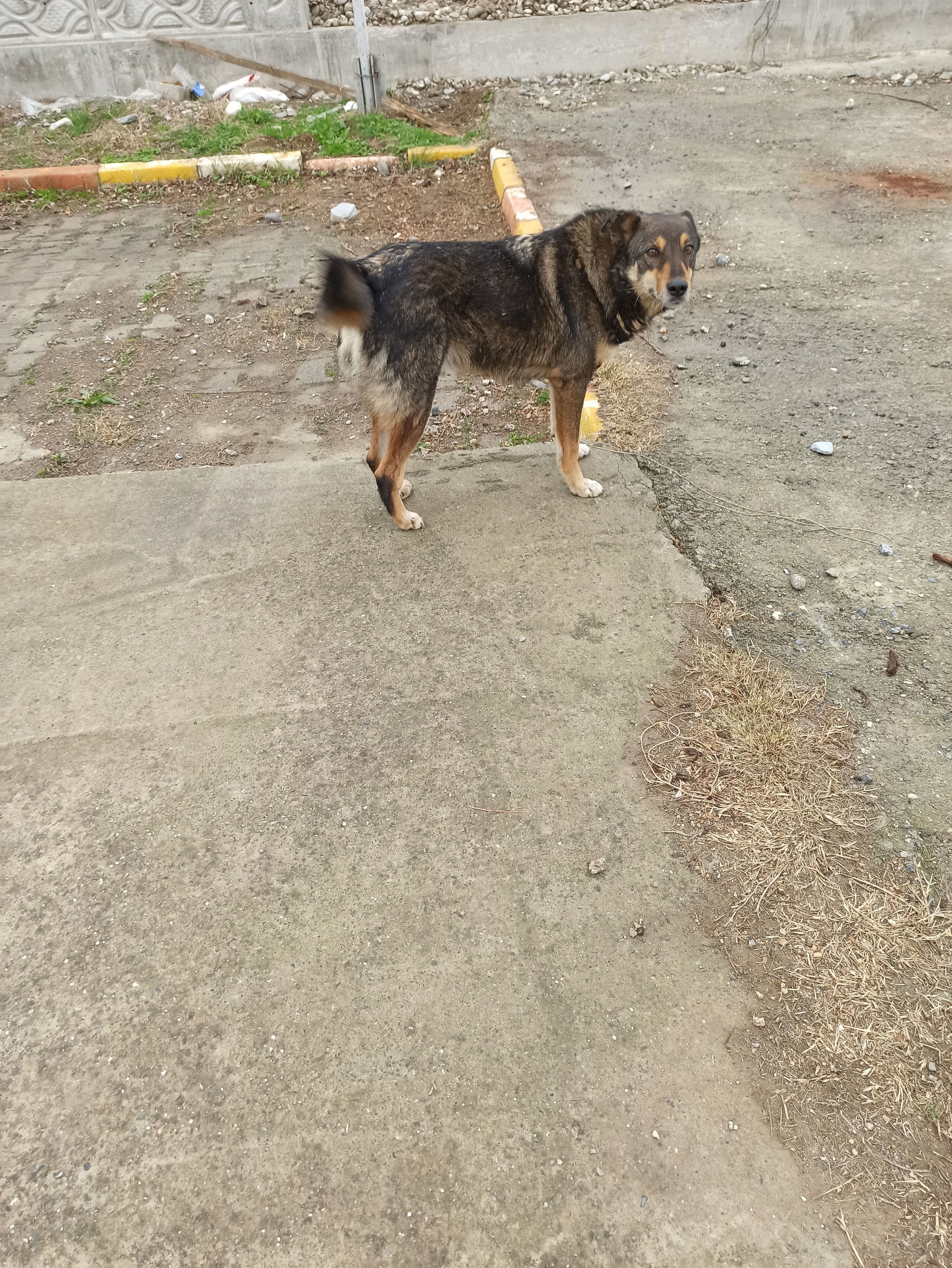 CANGO Melez Köpek fotoğrafı