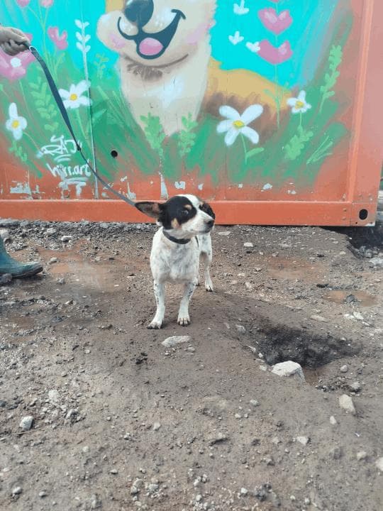 Balıkesir Melez Köpek Melez Köpek, Balıkesir