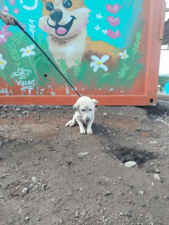 Balıkesir Melez Köpek Melez Köpek, Balıkesir