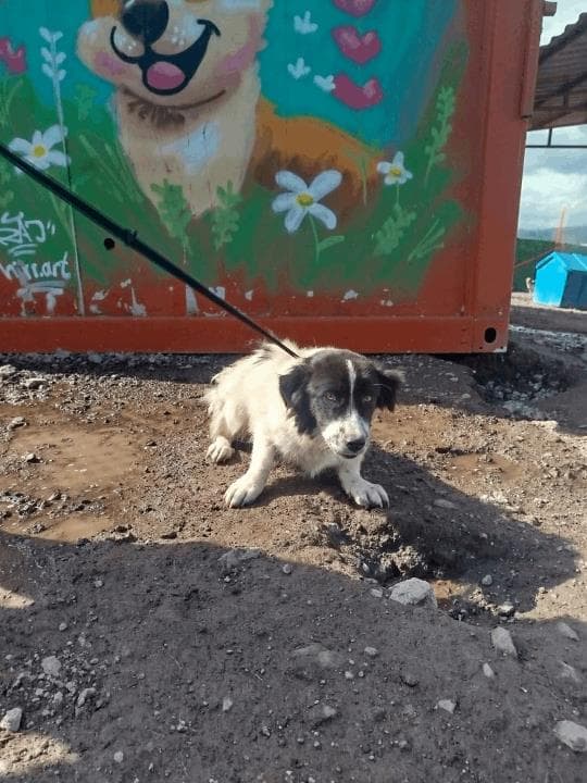 Balıkesir Melez Köpek Melez Köpek, Balıkesir