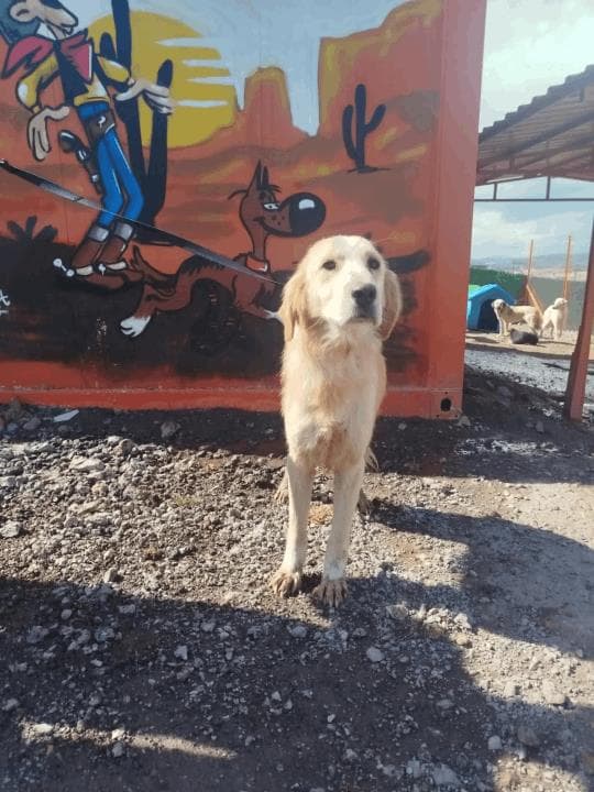 Golden Golden Retriever Köpek, Balıkesir