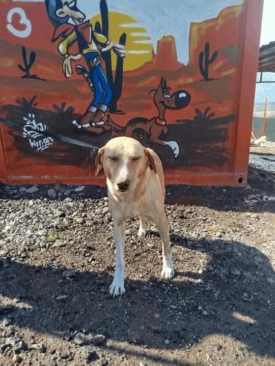 Balıkesir Melez Köpek Melez Köpek, Balıkesir