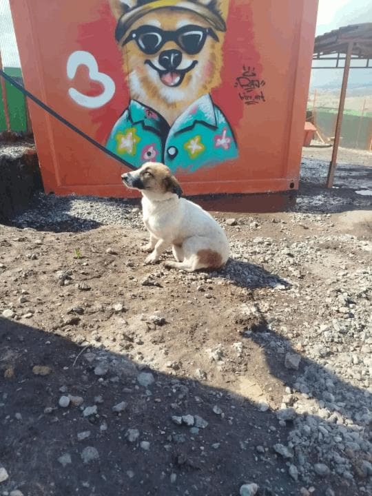 Balıkesir Melez Köpek Melez Köpek, Balıkesir