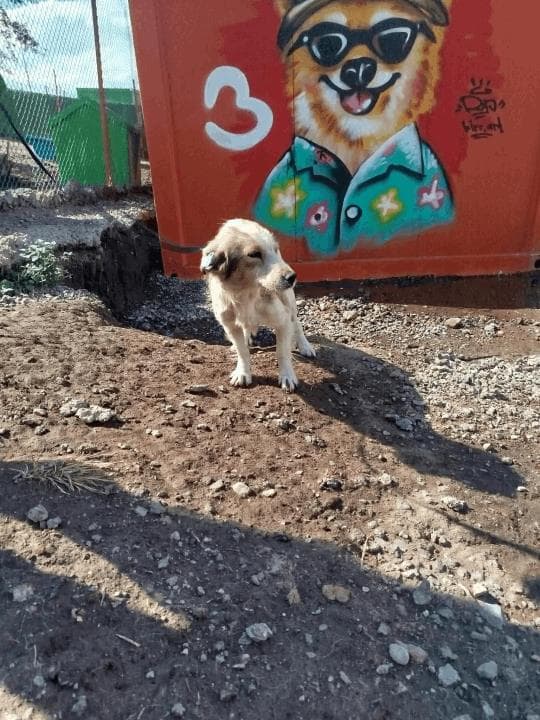 Balıkesir Melez Köpek Melez Köpek, Balıkesir