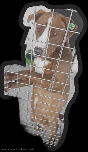Nazlı Melez Köpek, İzmir