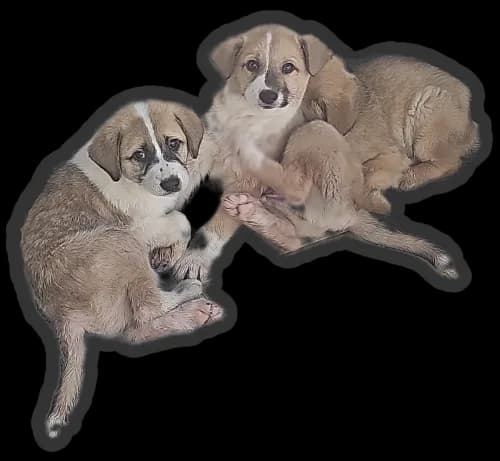 Tatlı Sokak Köpek Sokak Köpek, İzmir