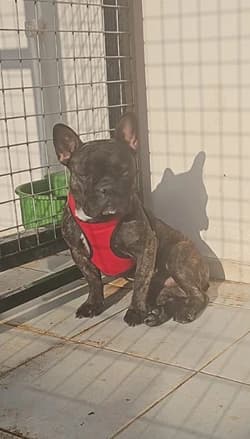 Bayki French Bulldog Köpek French Bulldog Köpek, İzmir