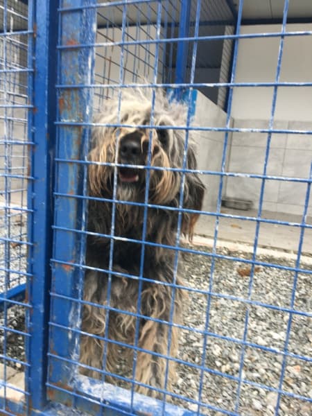 Bodrum 3 Yaşında Erkek Terrier Terrier Cinsiyeti: Erkek Yaşı: 3 Hafta İçi 10 Köpek fotoğrafı