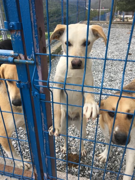Bodrum 1 yaşında, dişi, kırma Kırma Köpek fotoğrafı