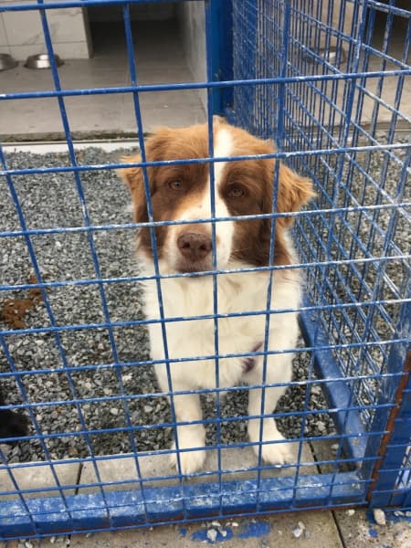 Bodrum Erkek, kırma Kırma Köpek fotoğrafı