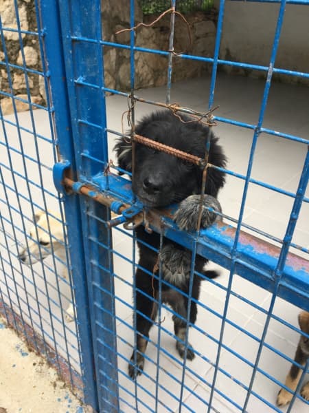 Bodrum 2 aylık, kırma Kırma Köpek fotoğrafı