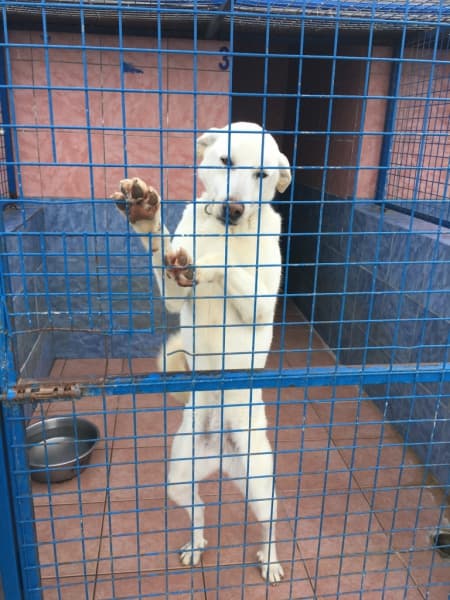 Bodrum 1 yaşında, dişi Labrador melezi Dişi Labrador Melezi Köpek fotoğrafı