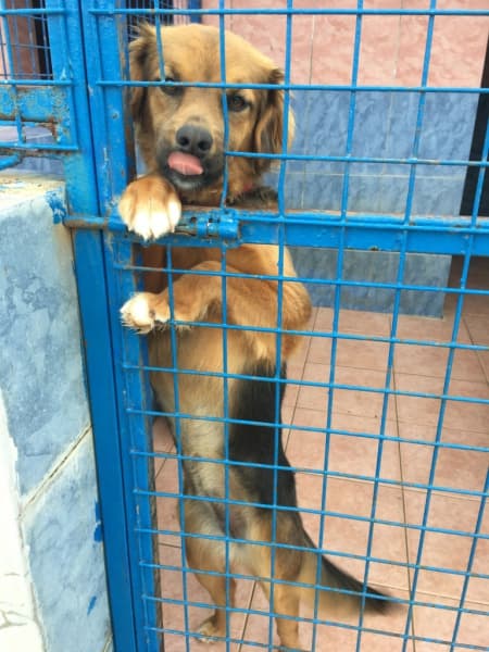 Bodrum Dişi, kırma Kırma Köpek fotoğrafı