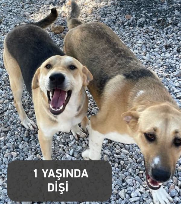 Bodrum Melez Köpek Melez Köpek, Bodrum