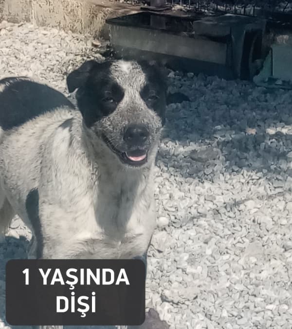Bodrum Melez Köpek Melez Köpek, Bodrum
