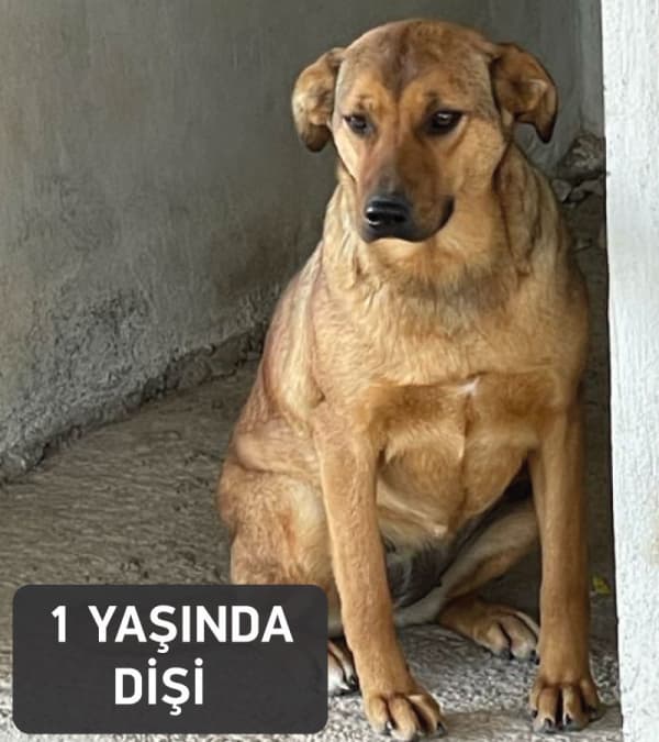 Bodrum Nereye gitsin? Melez Köpek fotoğrafı