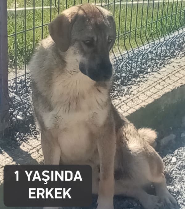 Bodrum Yol gözlemek… Melez Köpek fotoğrafı