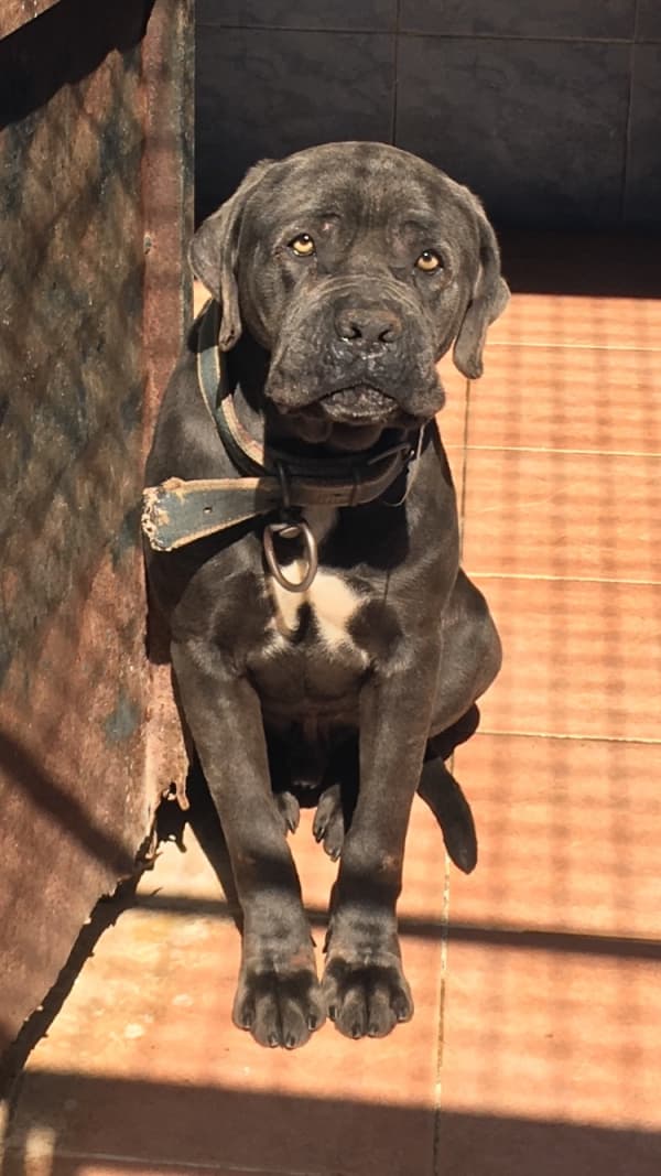 Bodrum Cane Corso Melez Köpek fotoğrafı