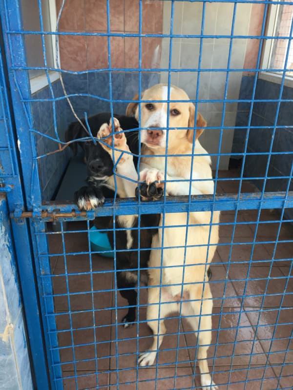 Bodrum Bir Evi Olmalı Melez Köpek fotoğrafı