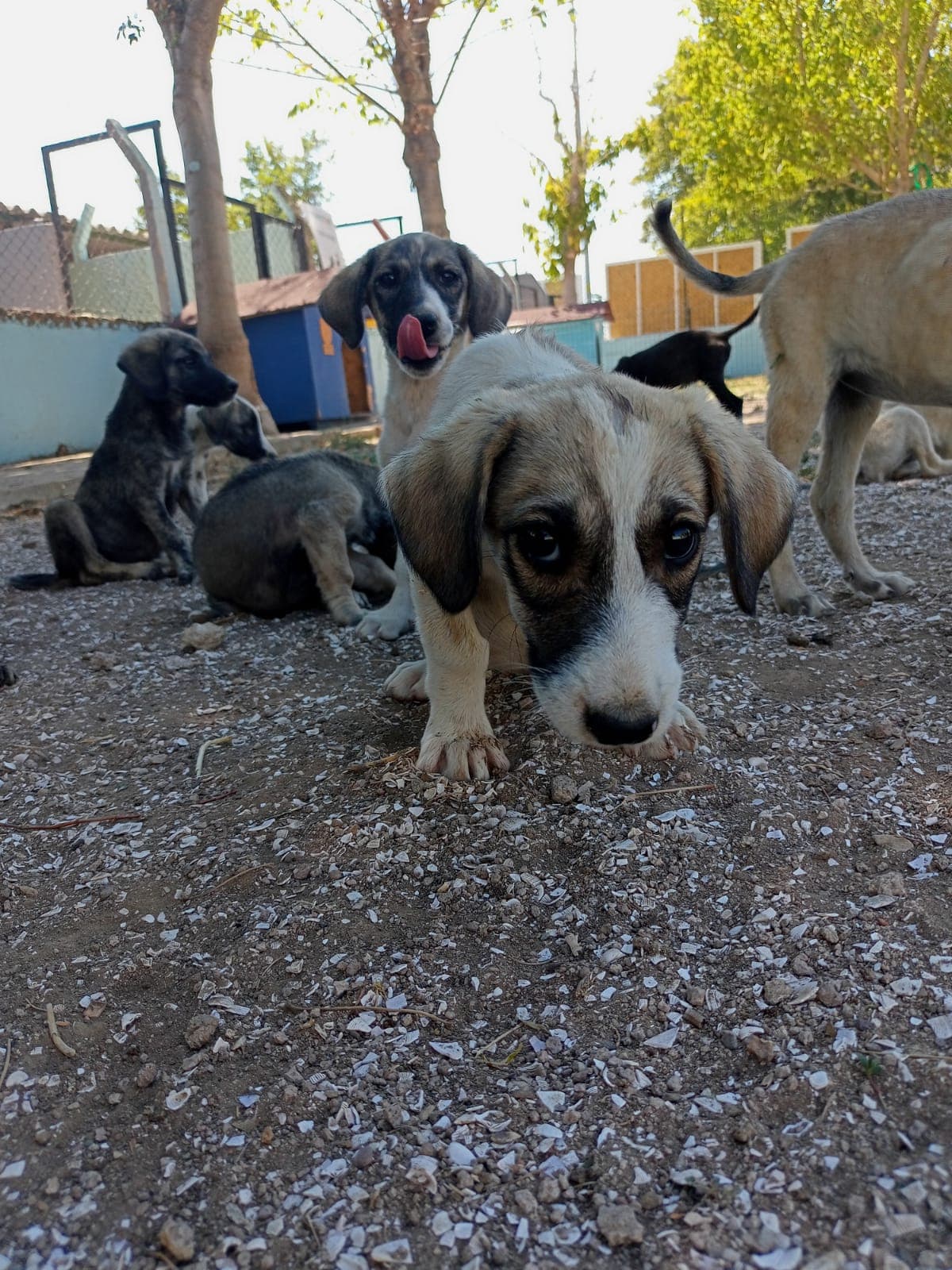 Çanakkale Melez Köpek Melez Köpek, Çanakkale