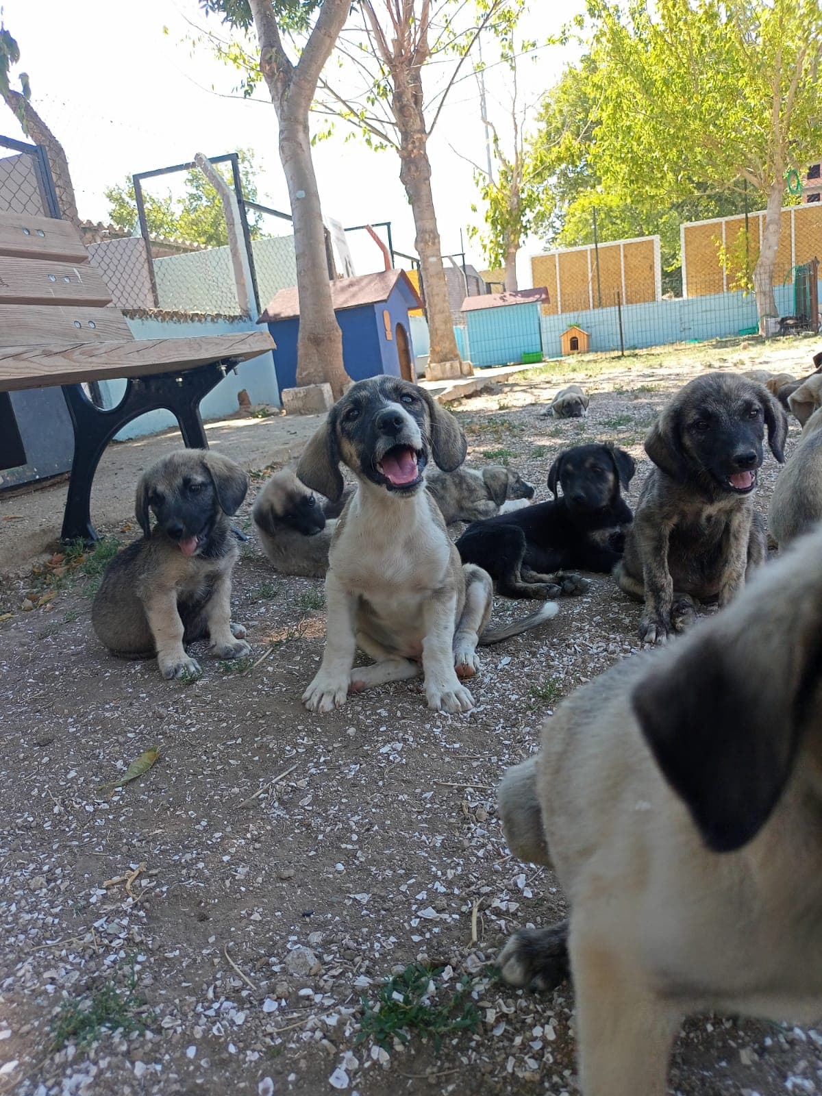 Çanakkale Melez Köpek Melez Köpek, Çanakkale