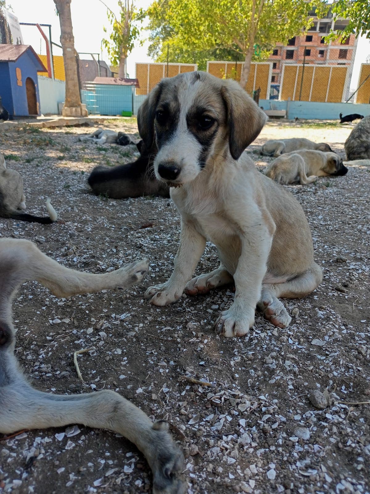 Canakkale Yuva Bekleyen Kopek 4 Melez Köpek, Canakkale