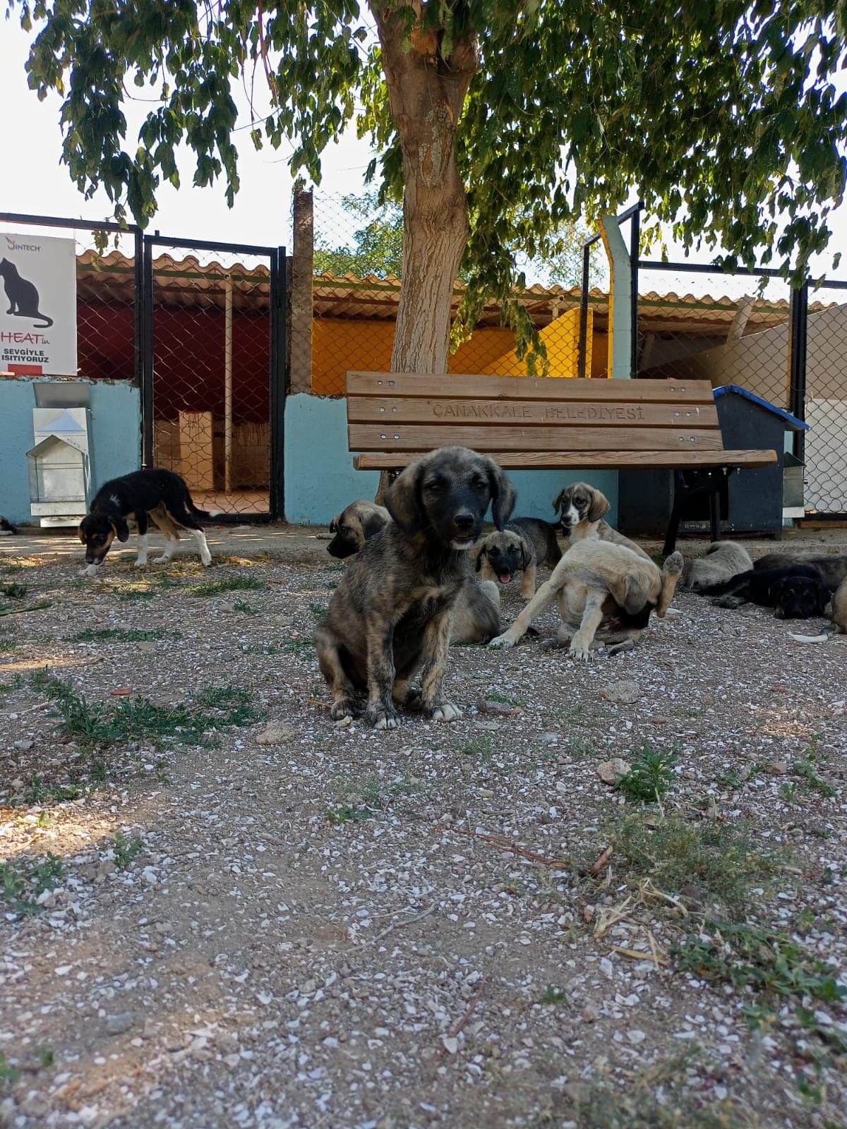 Çanakkale Melez Köpek Melez Köpek, Çanakkale