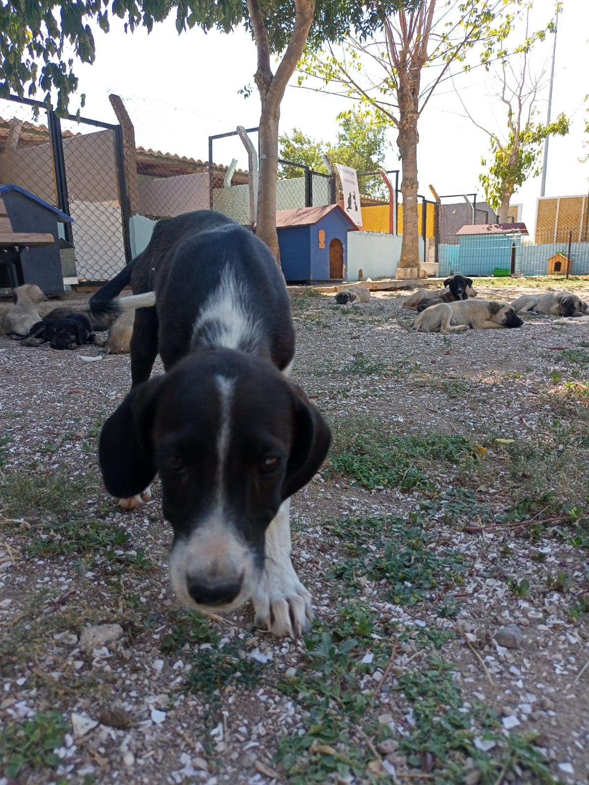 Çanakkale Melez Köpek Melez Köpek, Çanakkale