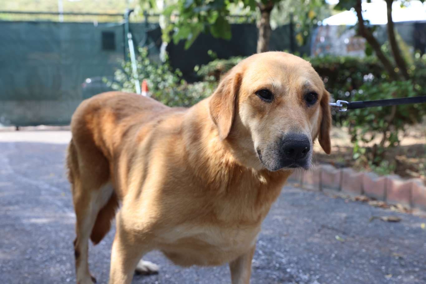 Cekmekoy Golden Melezi - Küpe No:9134 Golden Melezi Köpek fotoğrafı