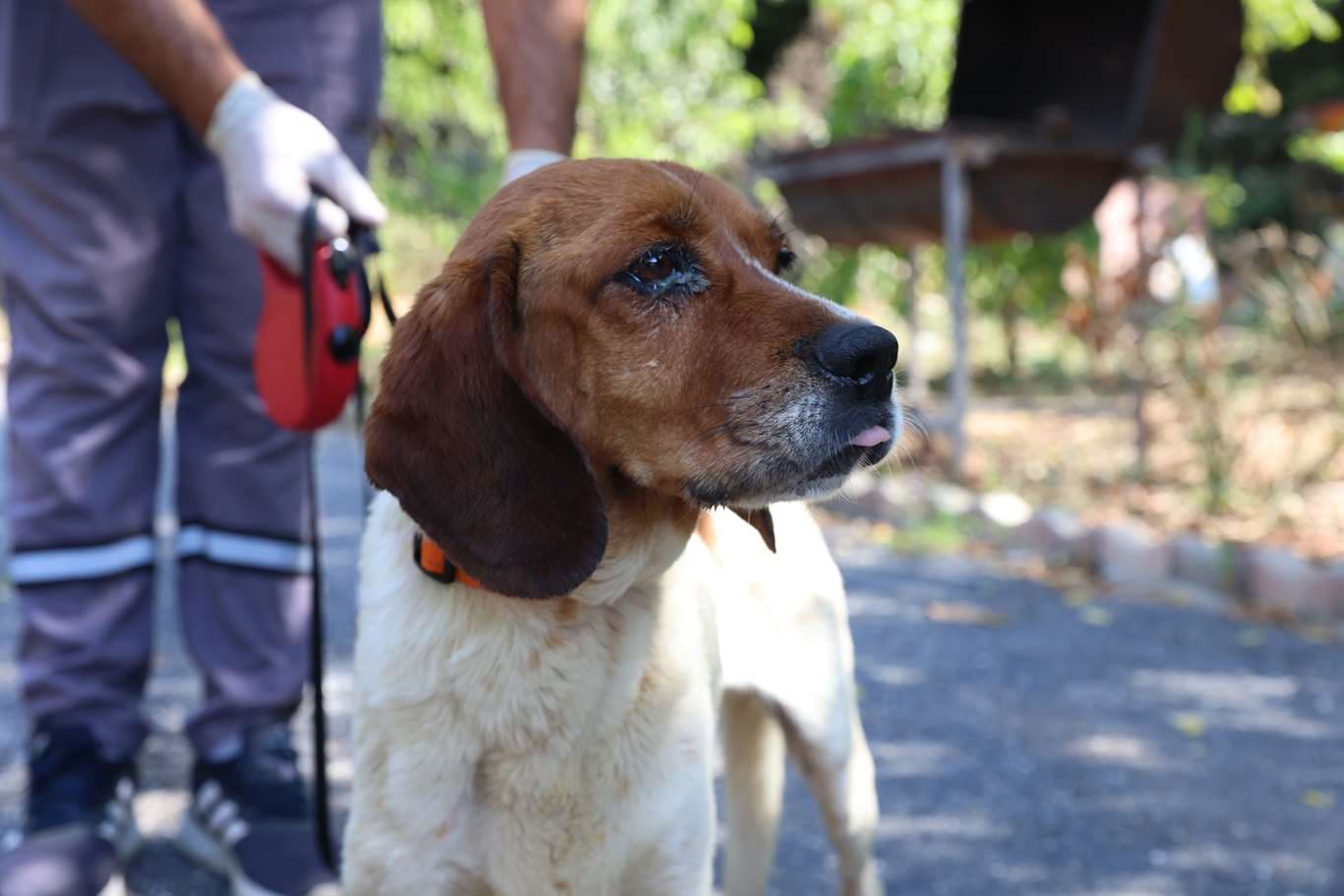 Cekmekoy Av köpeği - Küpe No:9312 Av Kopeği Köpek fotoğrafı