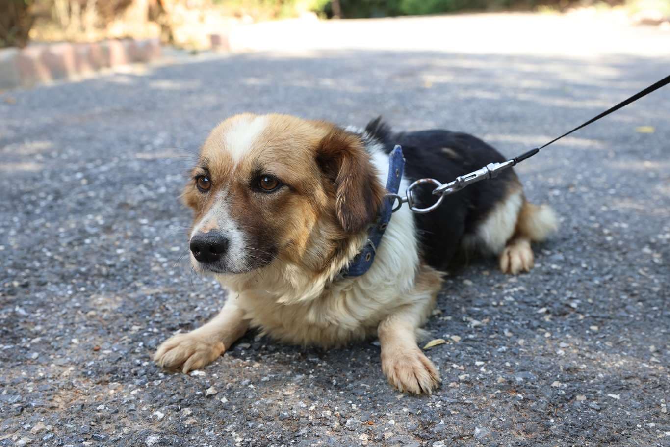 Cekmekoy Fino Melezi - Küpe No:9313 Fino Melezi Köpek fotoğrafı