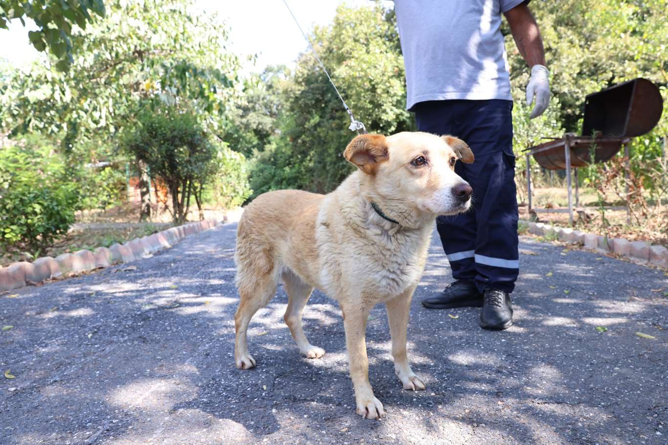 Cekmekoy Av köpeği - Küpe No:9314 Av Kopeği Köpek fotoğrafı