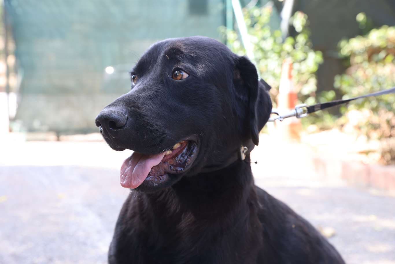 Cekmekoy Av köpeği - Küpe No:9315 Av Kopeği Köpek fotoğrafı