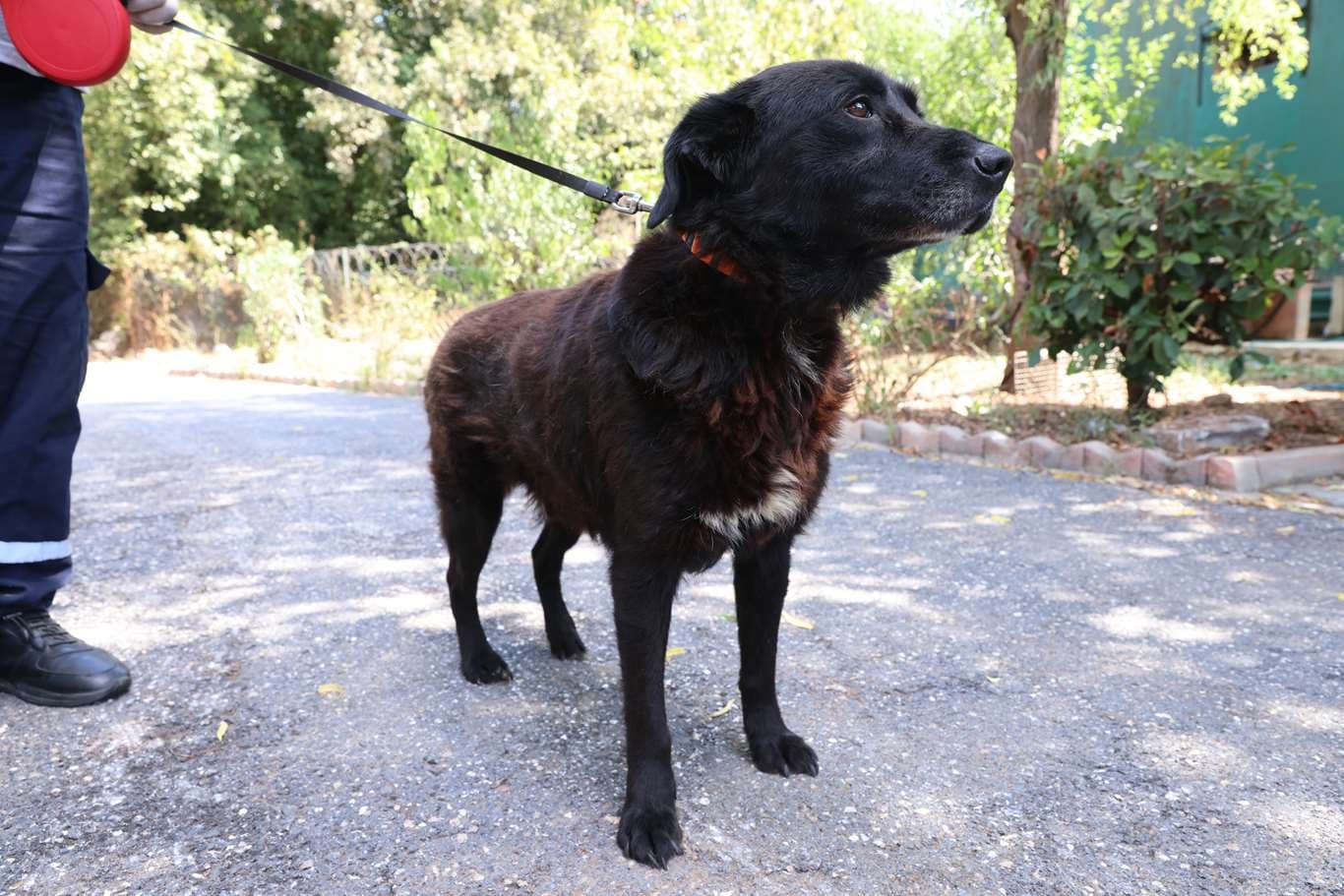 Cekmekoy Av köpeği - Küpe No:9431 Av Kopeği Köpek fotoğrafı