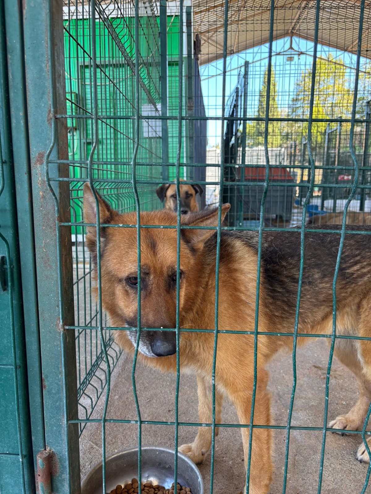 Ciftlikkoy Alman Kurdu Alman Kurdu Köpek fotoğrafı