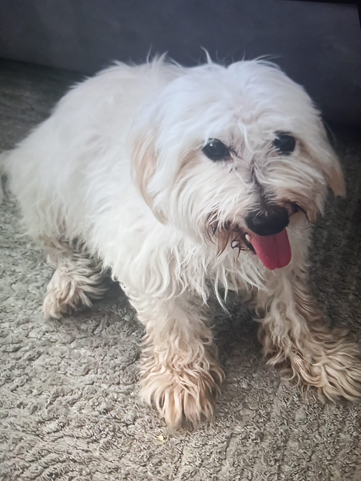 Ciftlikkoy Maltese Terrier Maltese Terrier Köpek fotoğrafı