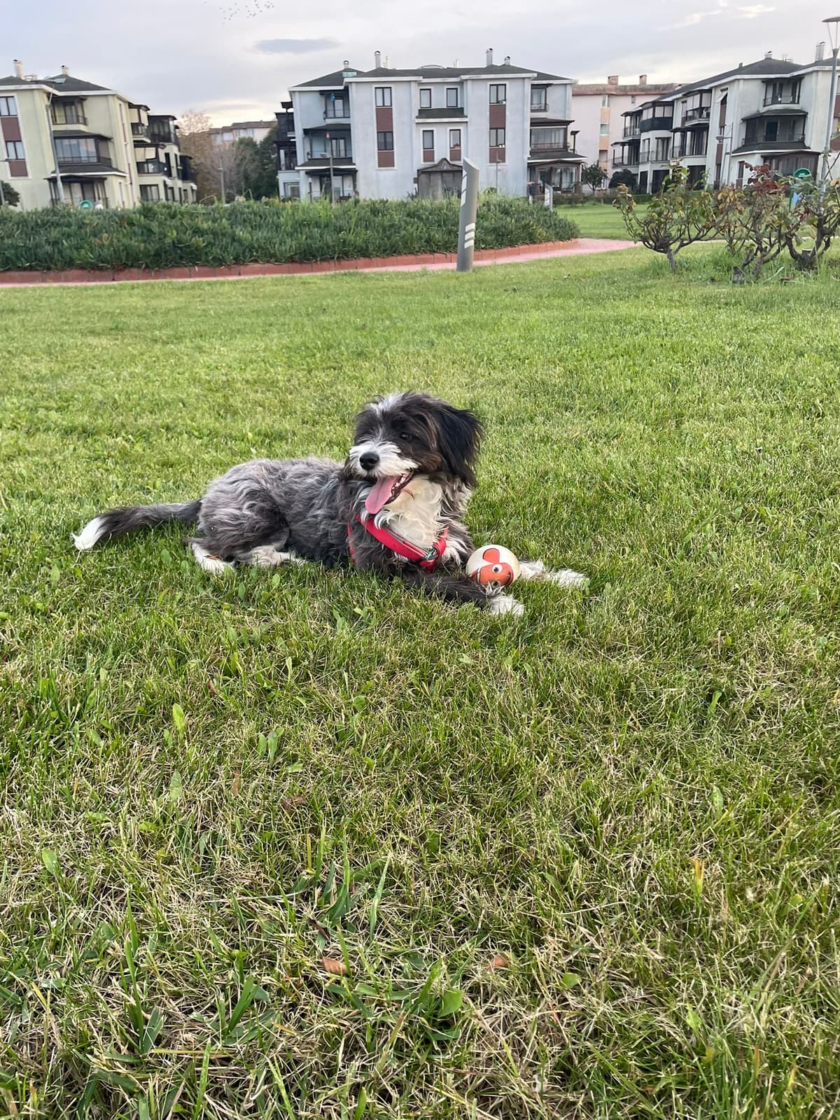Ciftlikkoy Melezi Terrier Köpek, Yalova
