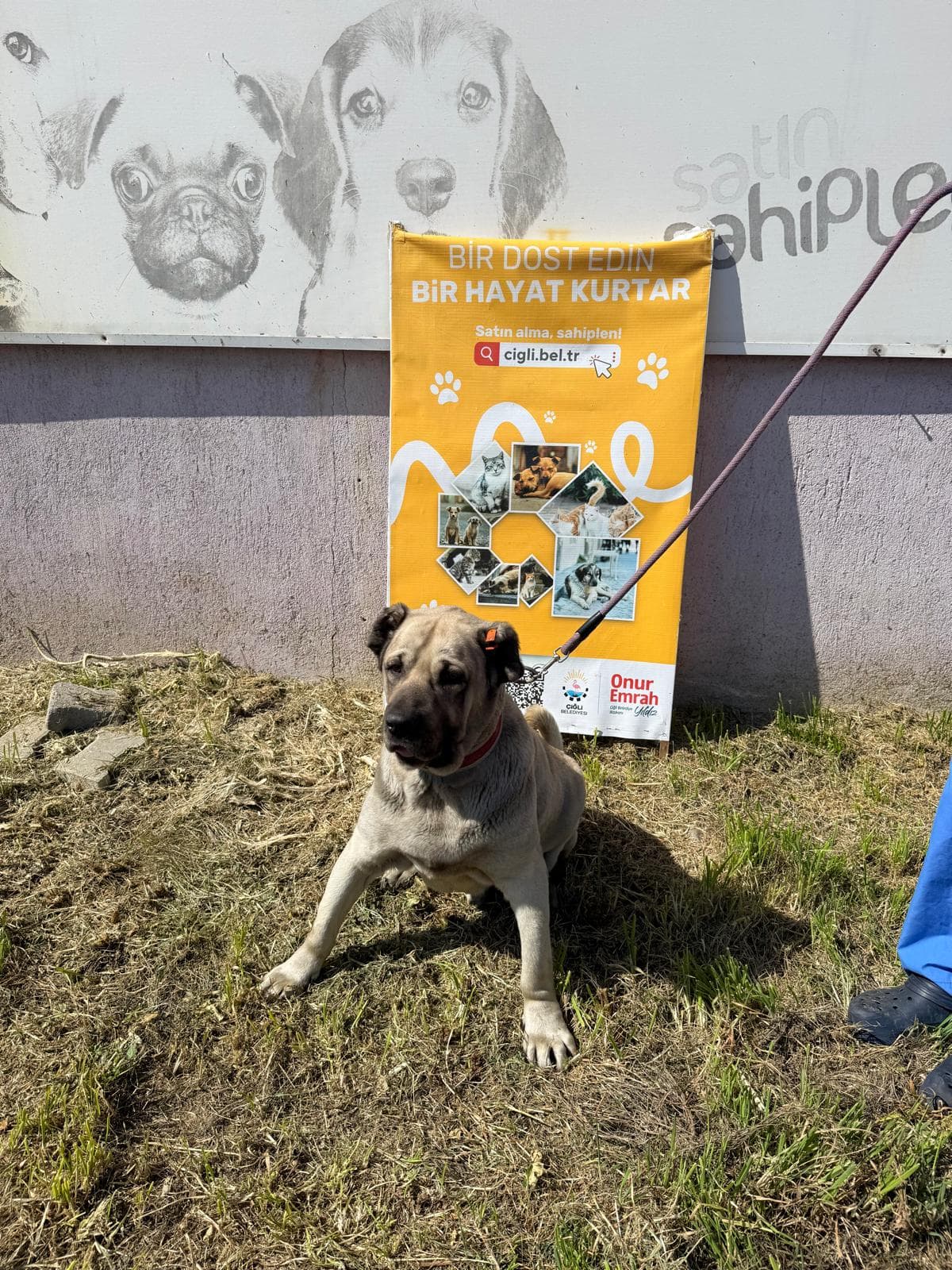 Cigli Mastif �rk� 529-669 Mastif �rk� Köpek fotoğrafı