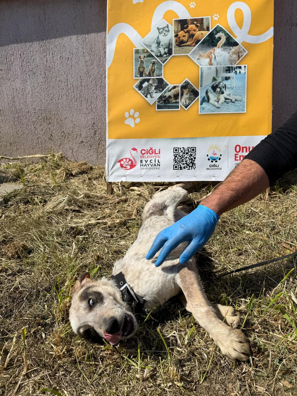 Cigli Anadolu �oban K�pe�i Melezi 829-734 Anadolu �oban K�pe�i Melezi Köpek fotoğrafı