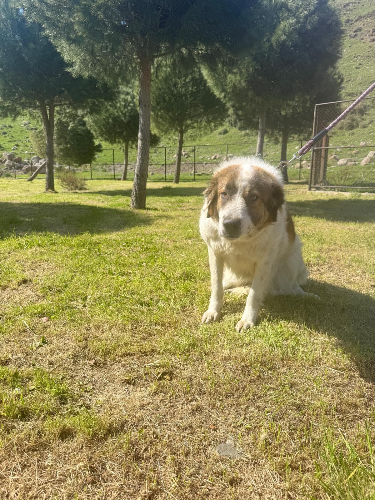 Cigli Tornjak Melezi 7228-298 Tornjak Melezi Köpek fotoğrafı