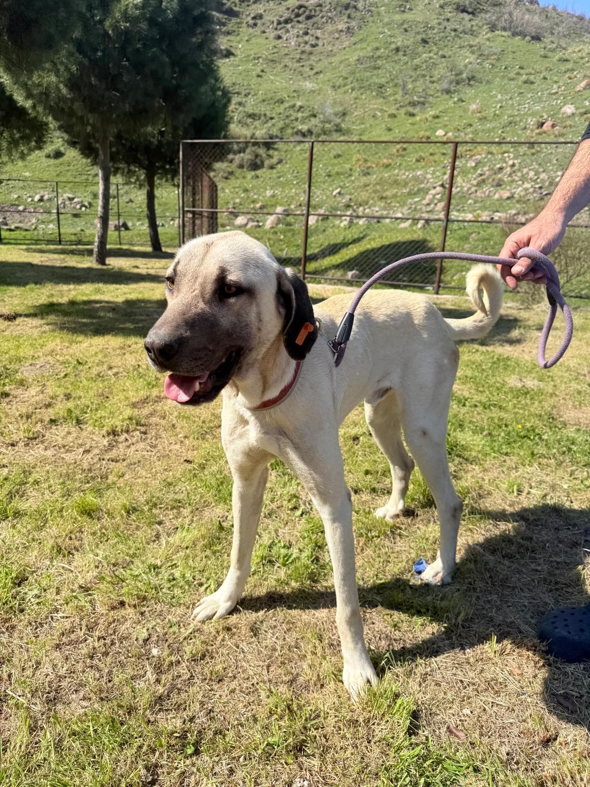 Cigli Anadolu �oban K�pe�i Melez 5826-15 Anadolu �oban K�pe�i Melez Köpek fotoğrafı