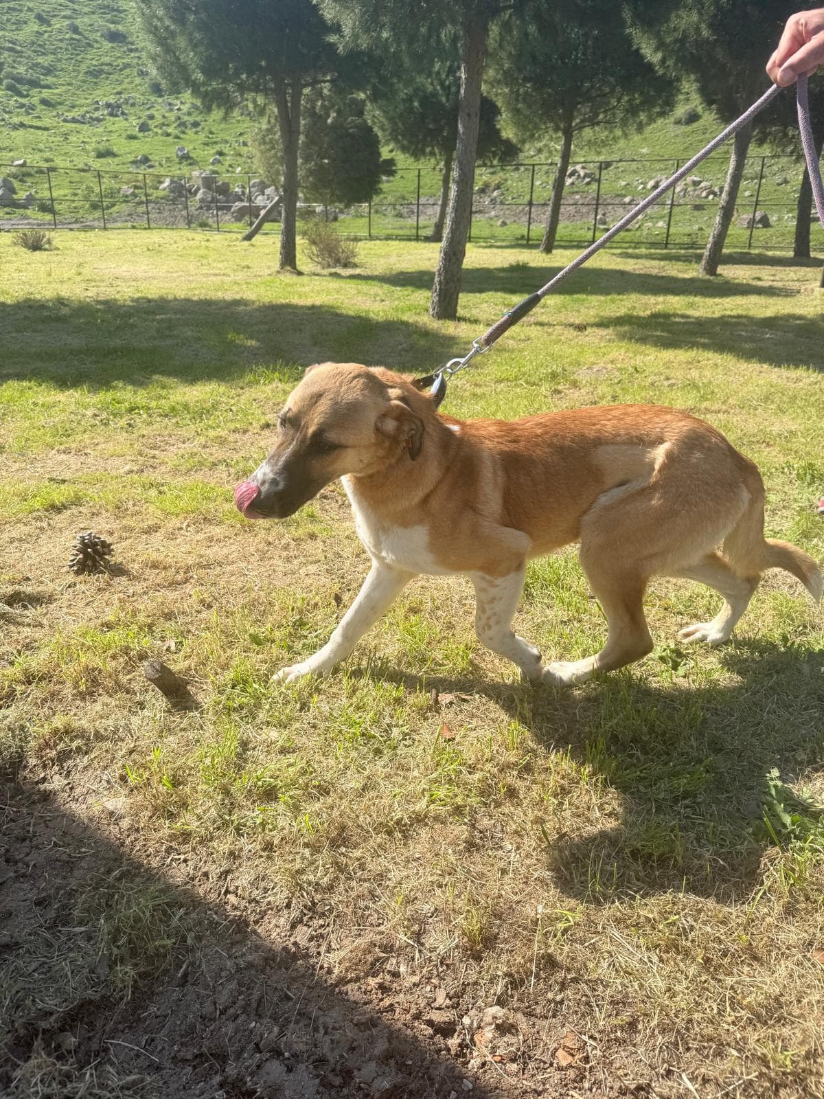 Cigli Anadolu �oban K�pe�i Melezi 2282-887 Anadolu �oban K�pe�i Melezi Köpek fotoğrafı