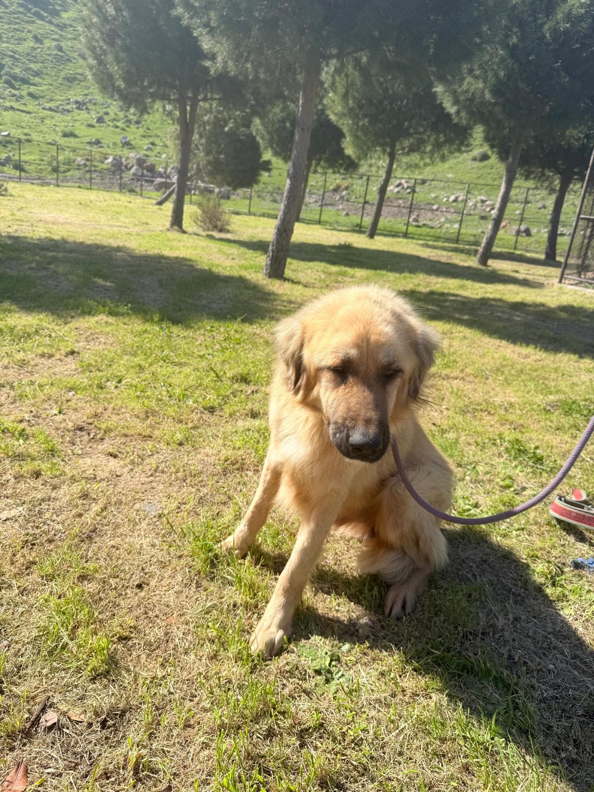 Cigli Golden Retriever Melezi 9272-95 Golden Retriever Melezi Köpek fotoğrafı