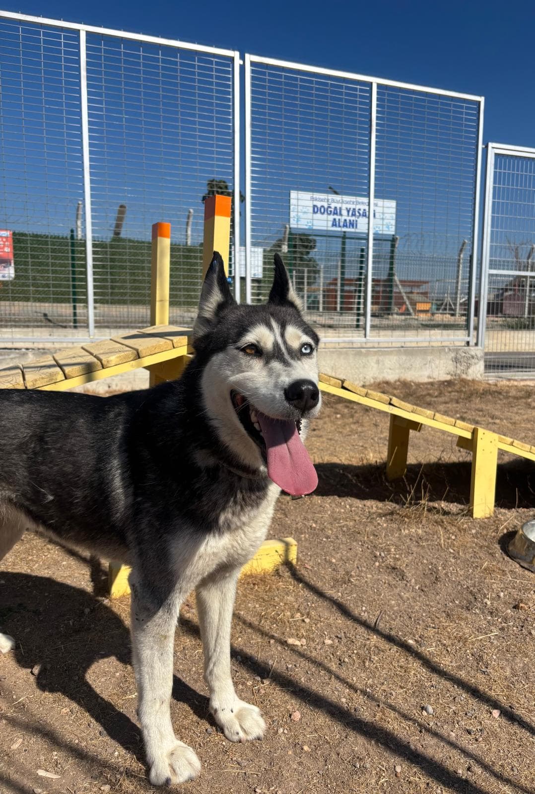 Espati Ricky Melez Köpek, Eskişehir
