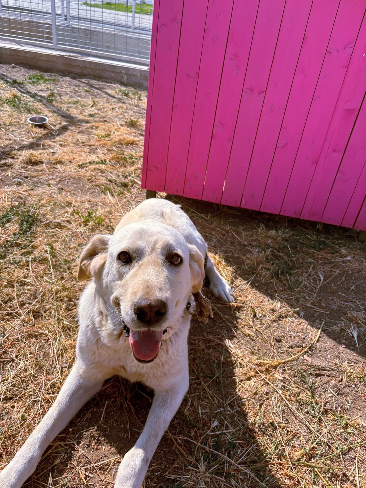 Espati Oscar Melez Köpek, Eskişehir
