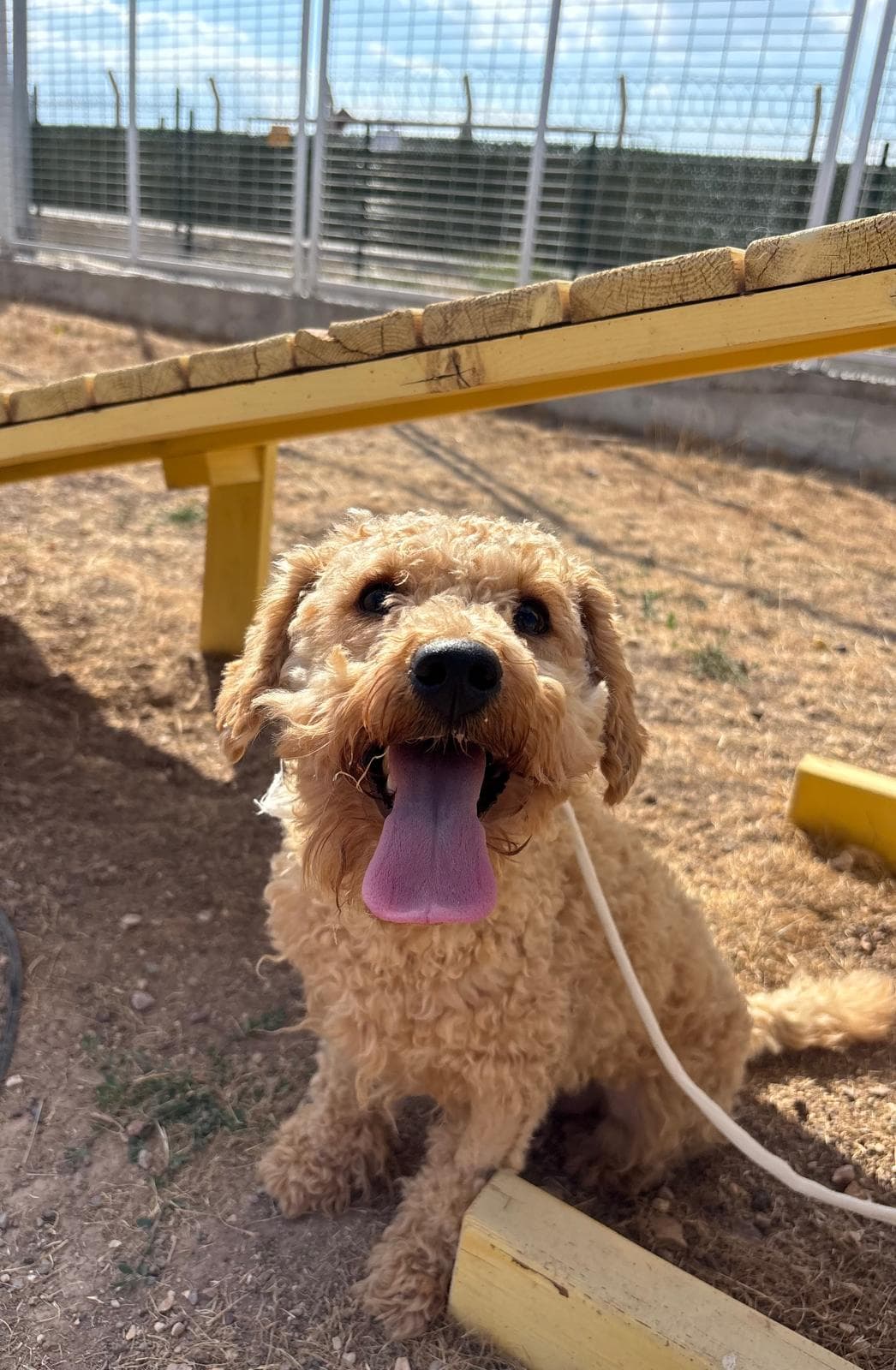 Espati Şanslı Melez Köpek, Eskişehir