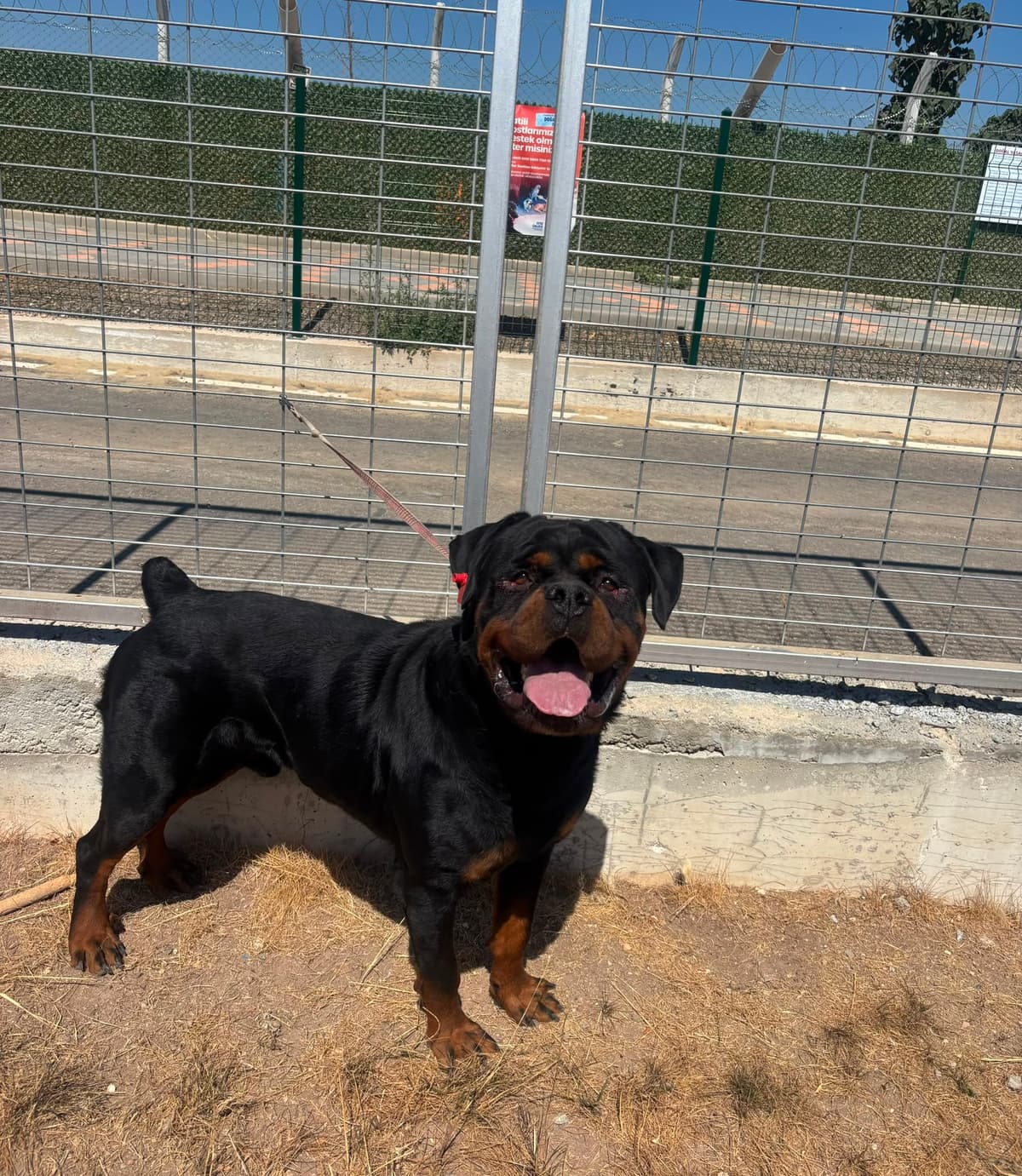 Espati Ares Melez Köpek, Eskişehir