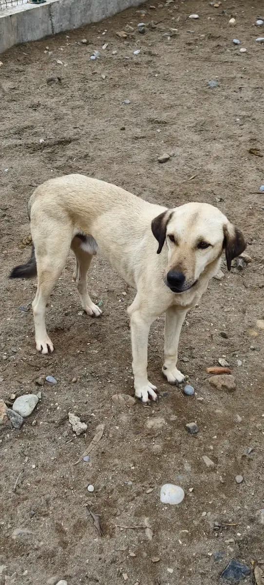 Fethiye Melez Köpek Melez Köpek, Muğla