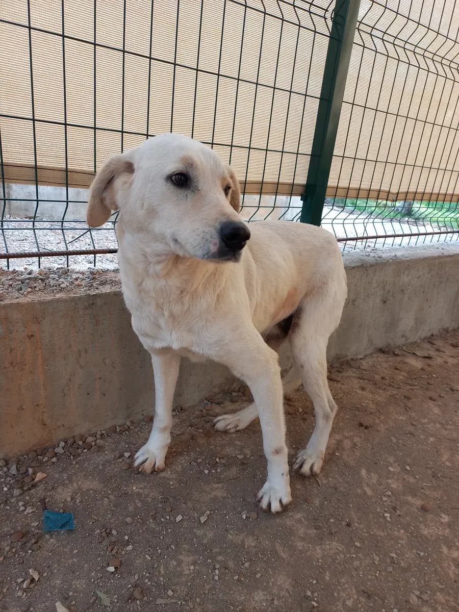 Fethiye Melez Köpek Melez Köpek, Muğla